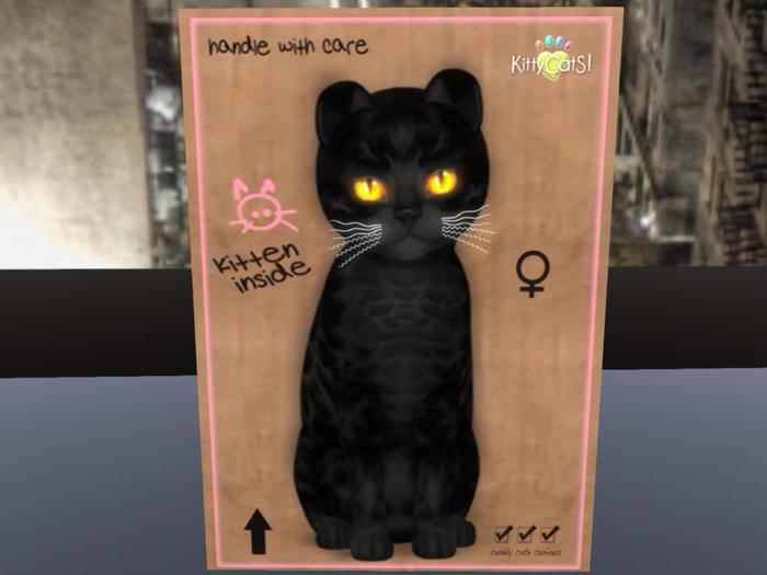 KittyCatS Box - New Born Kitten