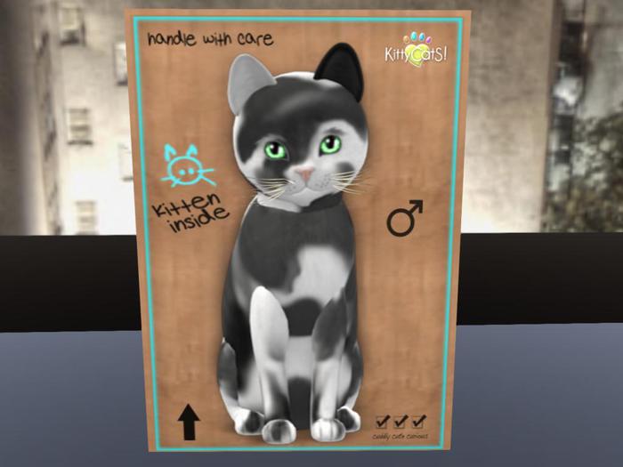 KittyCatS Box - New Born Kitten