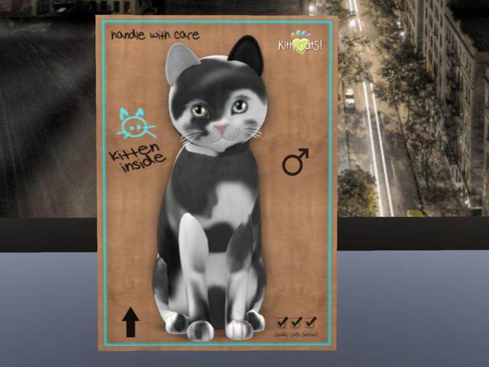 KittyCatS Box - New Born Kitten