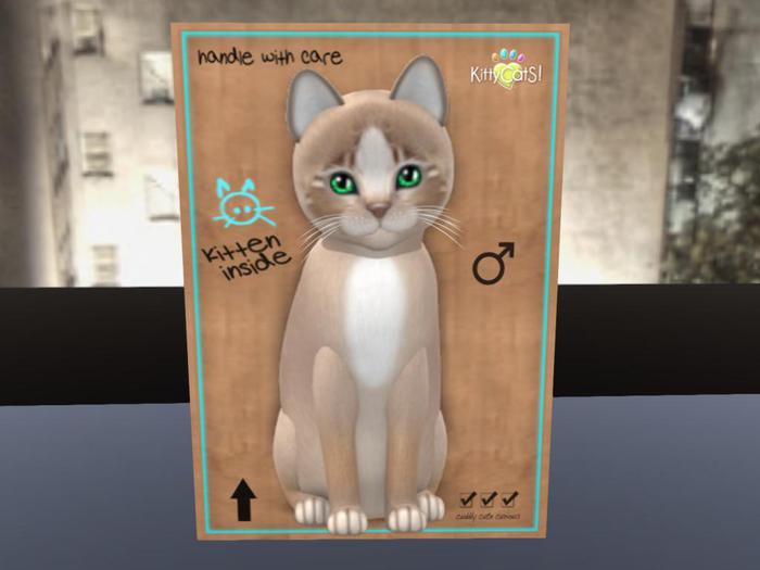 KittyCatS Box - New Born Kitten