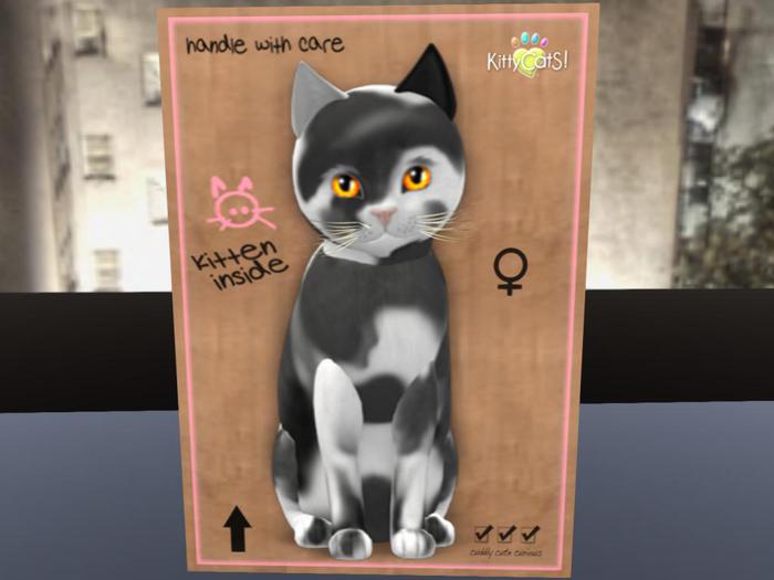 KittyCatS Box - New Born Kitten