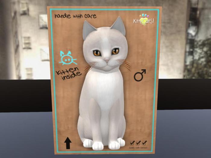 KittyCatS Box - New Born Kitten