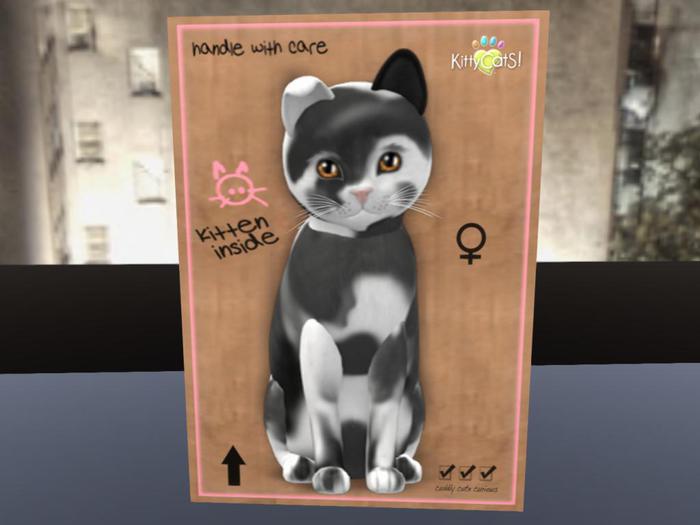 KittyCatS Box - New Born Kitten