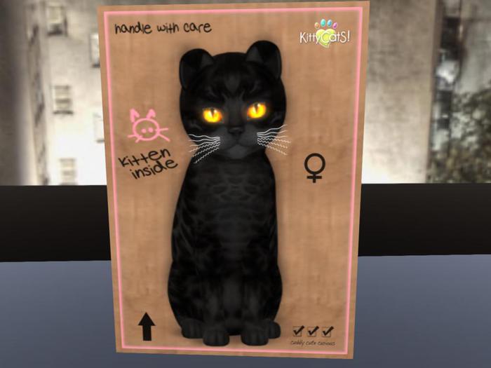 KittyCatS Box - New Born Kitten