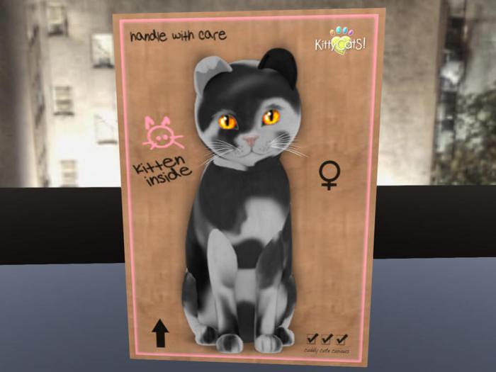 KittyCatS Box - New Born Kitten