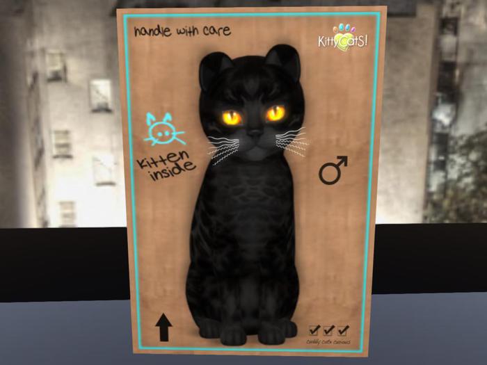 KittyCatS Box - New Born Kitten