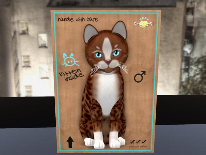 KittyCatS Box - New Born Kitten