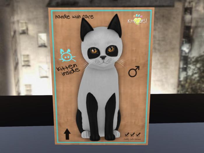 KittyCatS Box - New Born Kitten