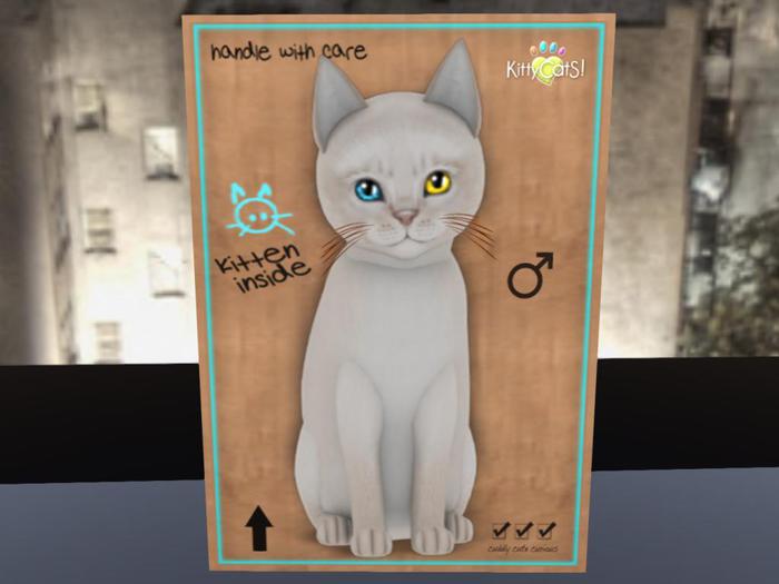 KittyCatS Box - New Born Kitten