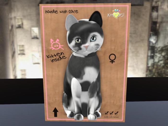 KittyCatS Box - New Born Kitten