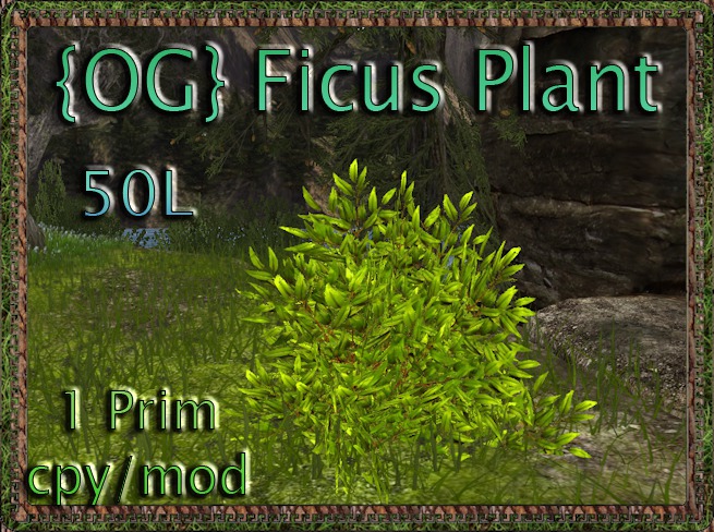 [OG]Fiscus plant