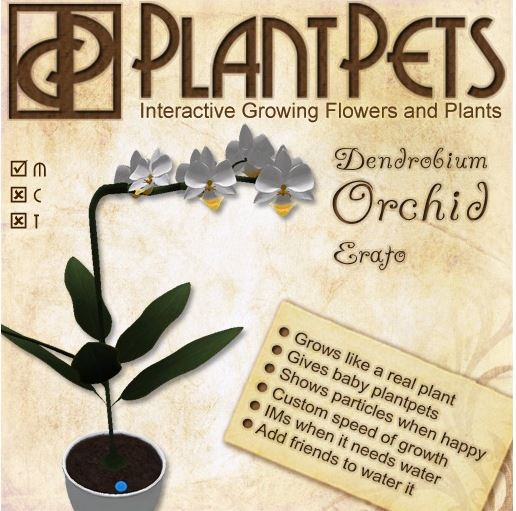 PlantPet Seed [Dendrobium Orchid *Erato*]