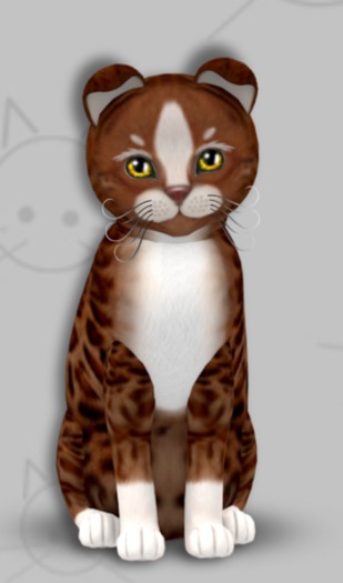 KittyCatS Box - Genesis Ginger II/4T/Female/Monochrome