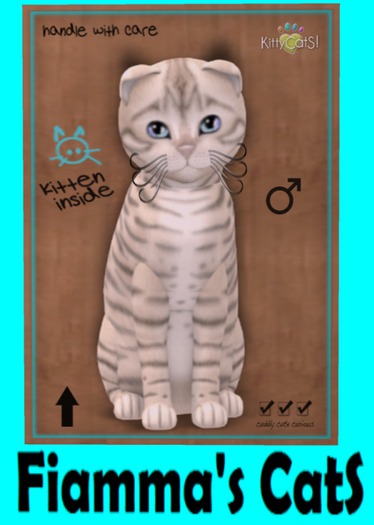 KittyCatS Box - Toyger - Snow