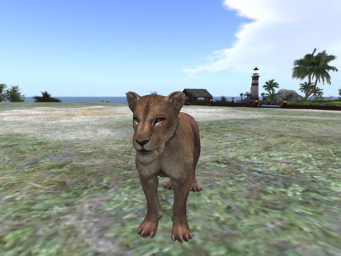 Lioness Tip Jar