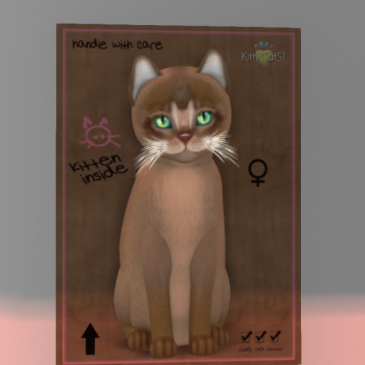 KittyCatS Box - 9T FB Abyssinian - Ruddy