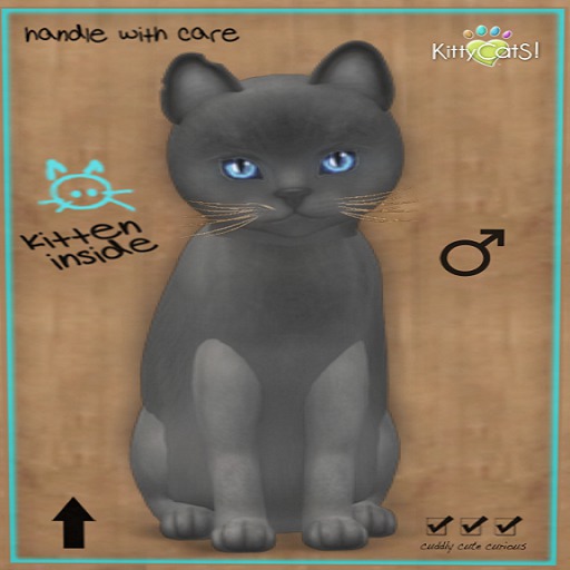 KittyCatS Box - 9T Russian Blue Azure eyes Male