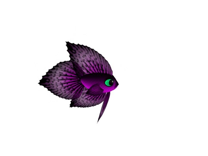 (7S) Common Fish: Magenta Betta