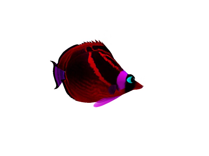 (7S) Common Fish: Red Raccoon Fish
