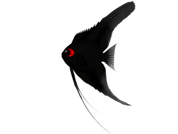 (7S) Common Fish: Sooty Angelfish