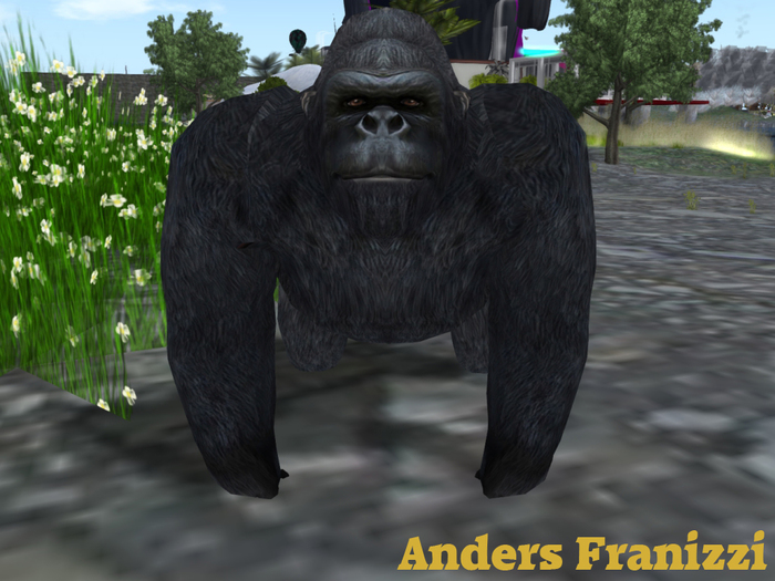 Gorilla