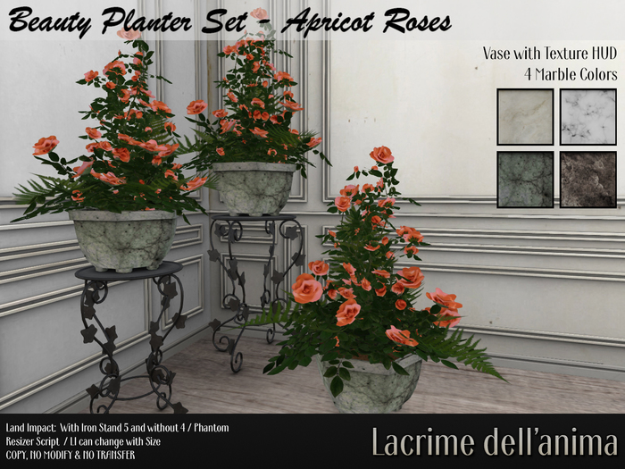 (BOX) Beauty Planter Set - Apricot Roses
