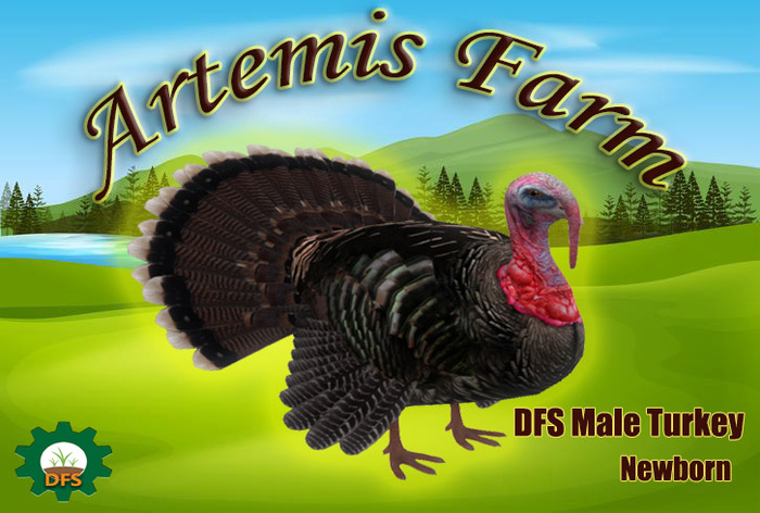 DFS Male Turkey