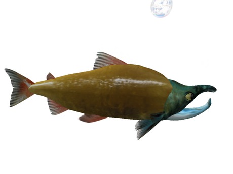 Second Life Marketplace - (7S) Rare Fish: Salmon 18 in