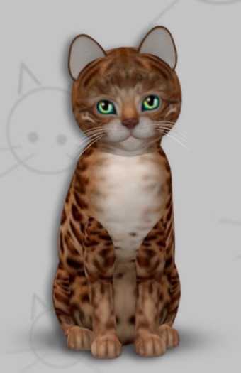 KittyCatS Box - Bengal Copper/1T/Male/Exotic Seas