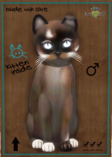 KittyCatS Box - New Born Kitten