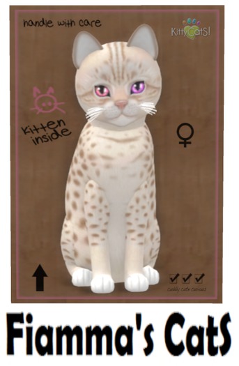 KittyCatS Box - Ocicat - Lavender