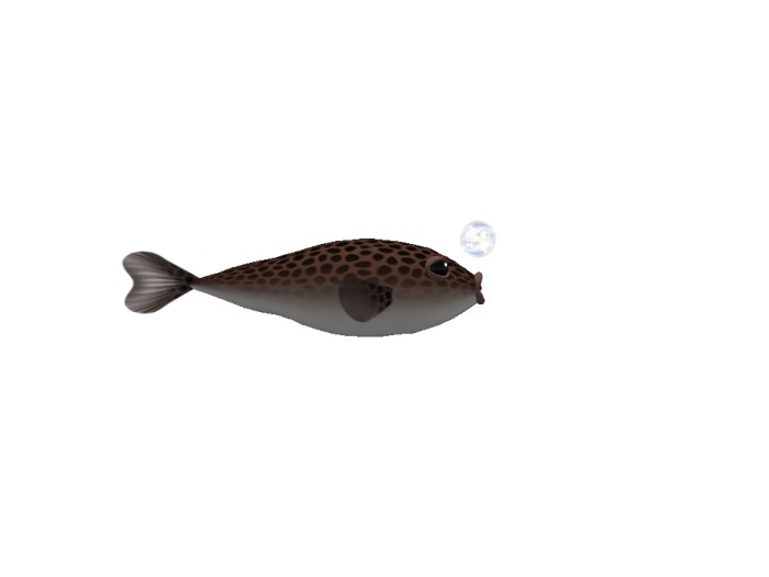 (7S) Uncommon Fish: Puffer Fish