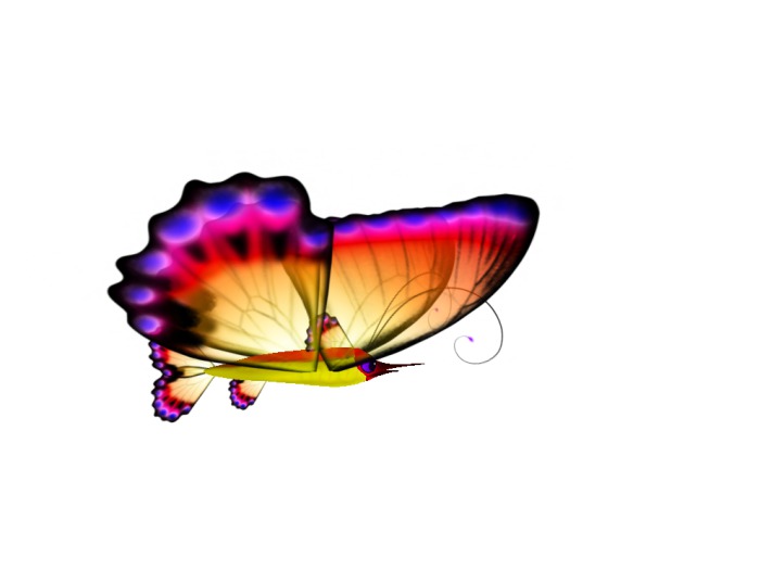 (7S) Uncommon Fish: Butterflyfish Sunset
