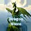 Dragons Store