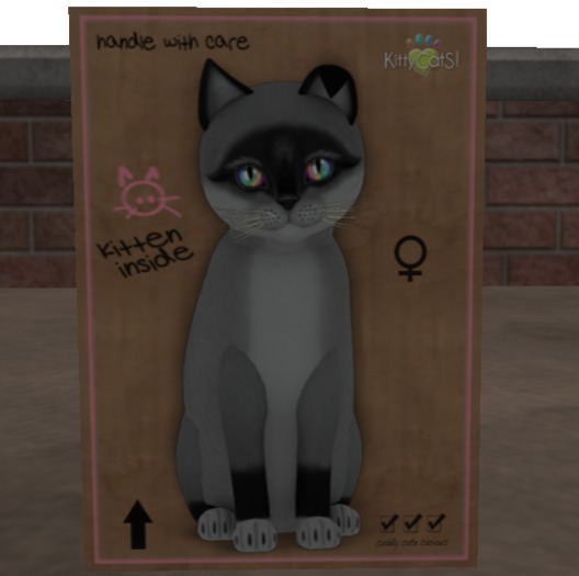 KittyCatS Box - New Born Kitten