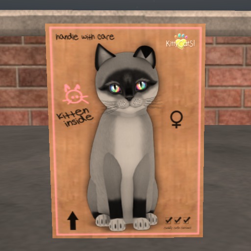 KittyCatS Box - New Born Kitten