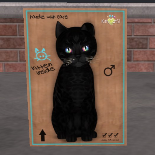 KittyCatS Box - New Born Kitten