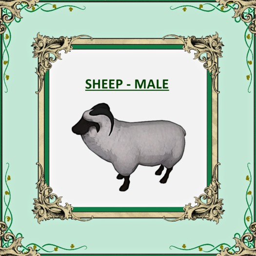 DFS SHEEP MALE