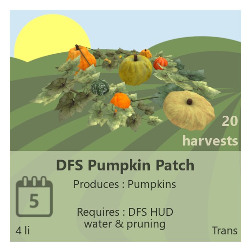 DFS Pumpkin Patch