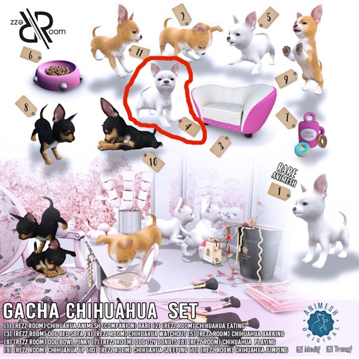 [Rezz Room] Pack Chihuahua Watchout