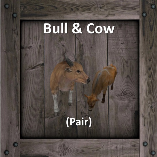 DFS Bull & Cow (Pair) (Texture)
