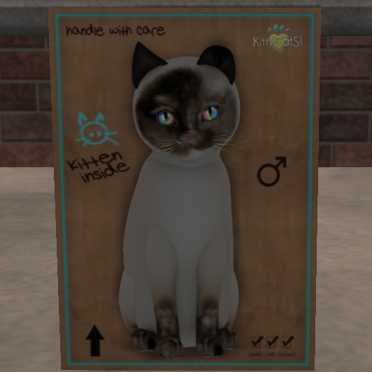 KittyCatS Box - New Born Kitten