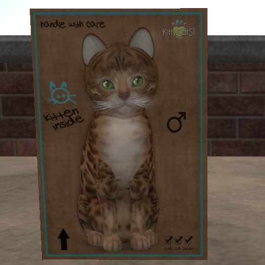 KittyCatS Box - New Born Kitten