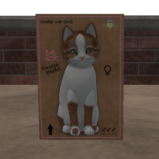 KittyCatS Box - New Born Kitten