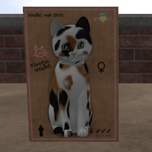 KittyCatS Box - New Born Kitten