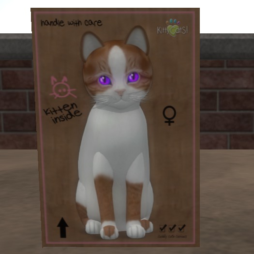 KittyCatS Box - New Born Kitten