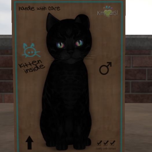 KittyCatS Box - New Born Kitten