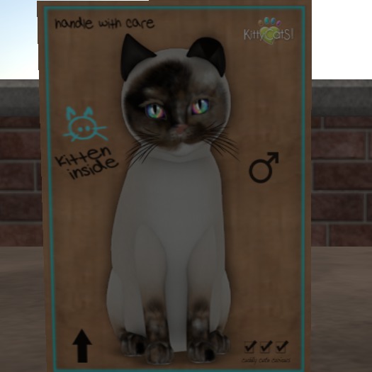 KittyCatS Box - New Born Kitten