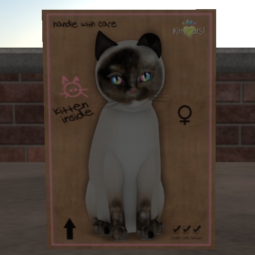 KittyCatS Box - New Born Kitten