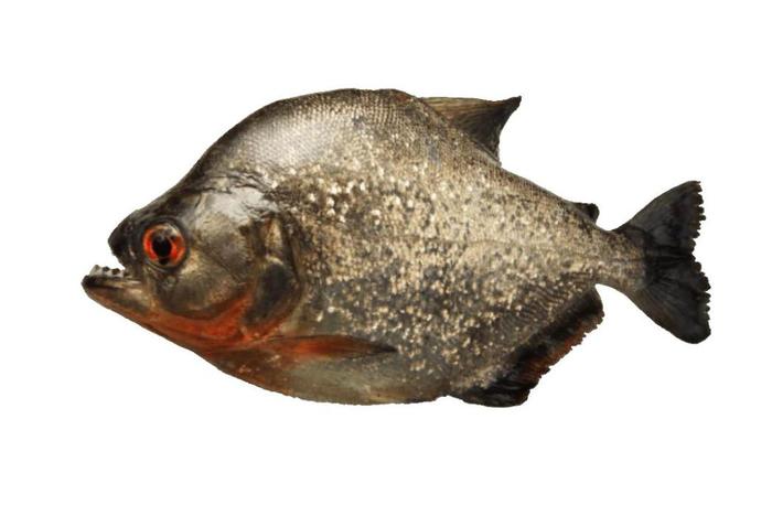  Piranha Alpha Texture - Full Perm 